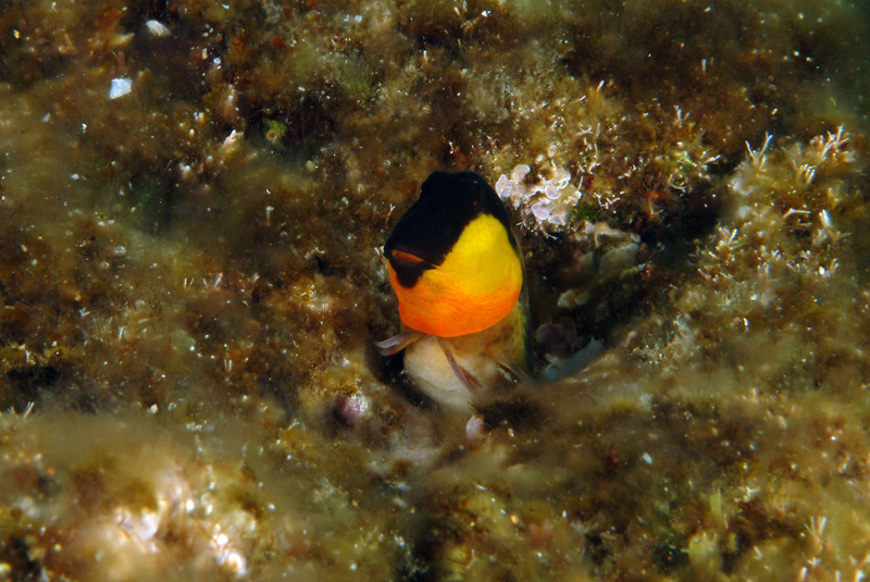 Microlipophrys canevae